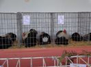 DSC00932