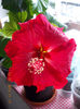 23 febr 2013-flori 001