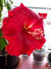 23 febr 2013-flori 003