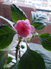 23 febr 2013-flori 009