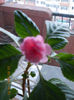 23 febr 2013-flori 008