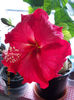 23 febr 2013-flori 004