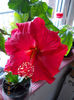 23 febr 2013-flori 013