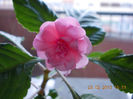 23 febr 2013-flori 010