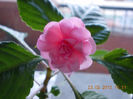 impatiens roz batut