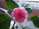 23 febr 2013-flori 012