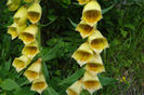 Flori de munte 2