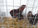SAM_3042