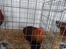 SAM_3048
