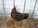 SAM_3065