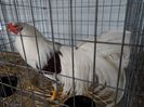 SAM_3079