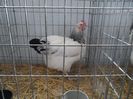 SAM_3145
