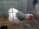 SAM_3148