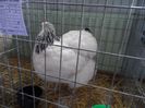 SAM_3152