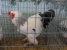 SAM_3242