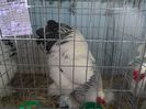 SAM_3248