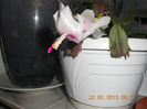 DSCN2667