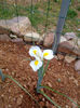 iris din  bulb