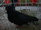 DSC02451
