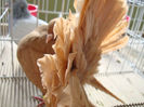 DSC02496