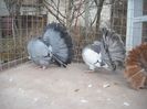 femela stanga import Lorenz,mascul dreapta import Ungaria