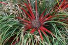 FASCICULARIA PITCAIRNIFOLIA
