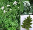 valeriana