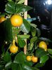 Calamondin