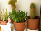 Poza de grup-cactusi