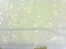 30062012547