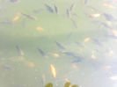30062012548