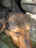 Radar, pihenes