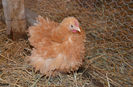 cochinchina frizate