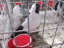 DSCF1044