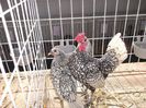 DSCF1059