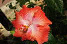 hibiscus Moorea Rita