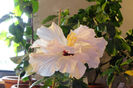 hibiscus Alb involt