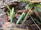 Snowdrops (2013, February 13)