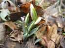 Snowdrops (2013, February 13)