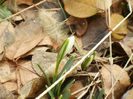 Snowdrops (2013, February 13)