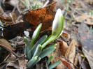 Snowdrops (2013, February 13)