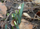Snowdrops (2013, February 13)