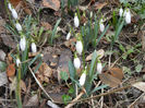 Snowdrops (2013, February 24)