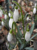 Snowdrops (2013, February 25)