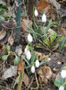 Snowdrops (2013, February 25)