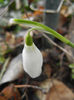 Snowdrops (2013, February 25)