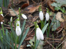 Snowdrops (2013, February 25)