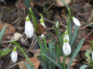 Snowdrops (2013, February 25)