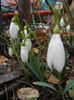 Snowdrops (2013, February 25)