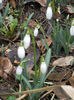 Snowdrops (2013, February 25)